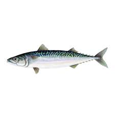 Frozen Mackerel 1Kg