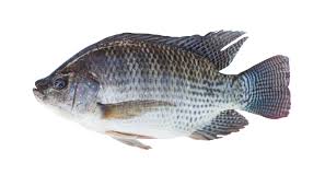 Frozen Tilapia Whole 1Kg