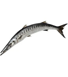 Frozen Baracuda Steaks 1kg